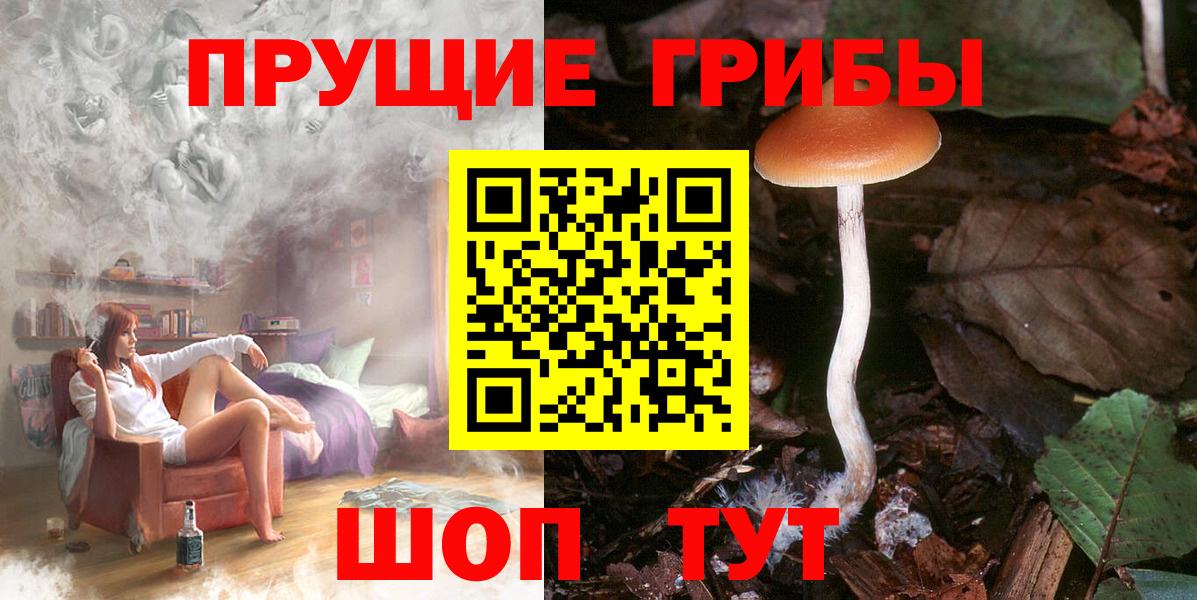 Псилоцибиновые грибы Psilocybine cubensis Старая Купавна